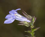 Southern lobelia